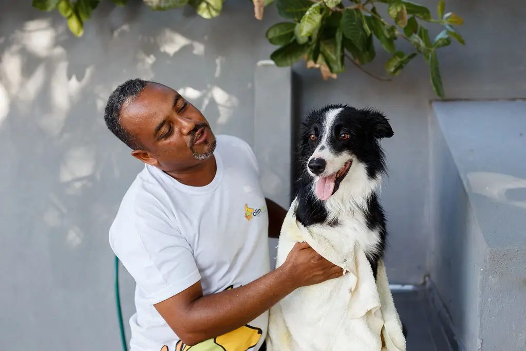 Como aumentar a produtividade na clínica veterinária? 2 Produtividade na clínica veterinária