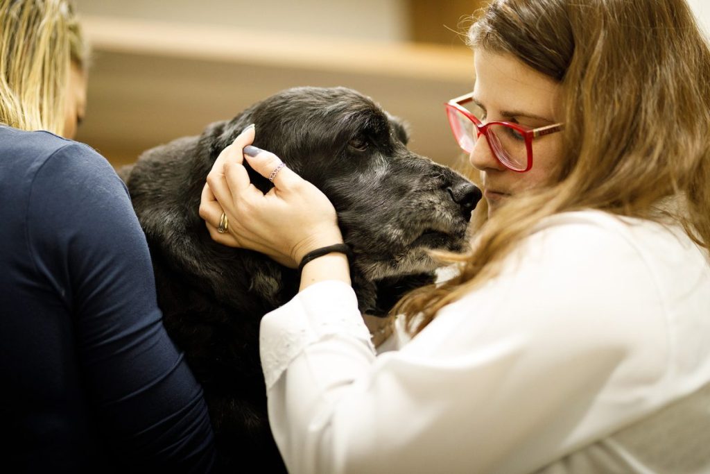 Segurança de dados na clínica veterinária: regras e dicas 1 Clínica PetCare, Rio de Janeiro